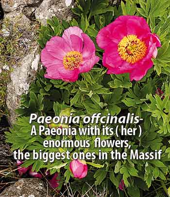 Paeonia-offcinalis